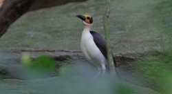 Picatharte chauve de Guinée, un oiseau atypique