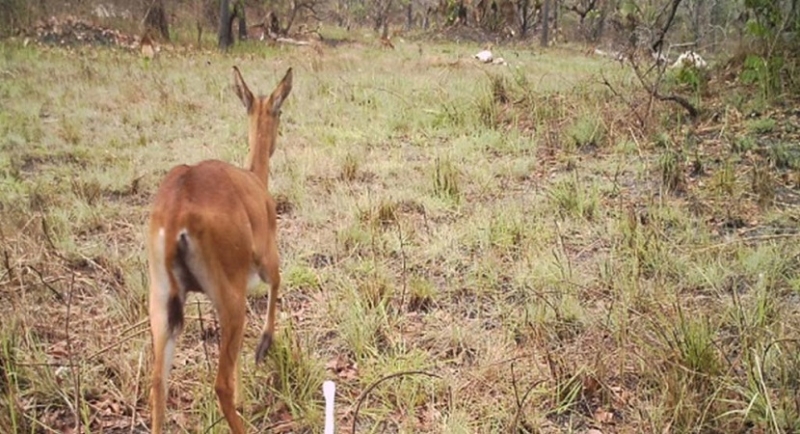 La savane tropicale de Lamto