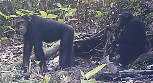 Les chimpanzés de Sangbé