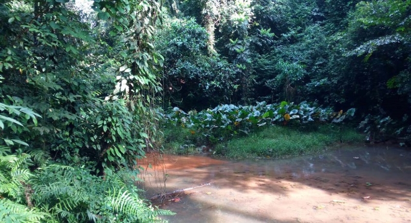 La piscine naturelle